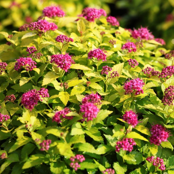 SPIRAEA JAPONICA GOLDEN PRINCESS