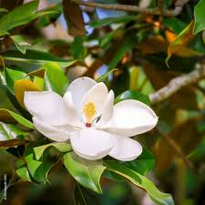 MAGNOLIA GRANDIFLORA