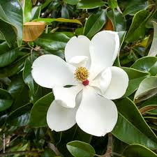 [7532] MAGNOLIA GRANDIFLORA GALLISONIENSIS (Persistant, 10 à 20 m)