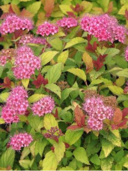 [11424] SPIRAEA JAPONICA MAGIC CARPET (Caduc, 50/100)