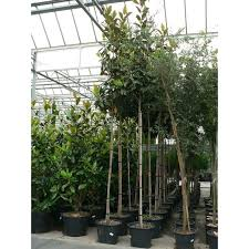 [7534] MAGNOLIA GRANDIFLORA GALLISONIENSIS - PALISSEE (Persistant, 5 à 10 m)