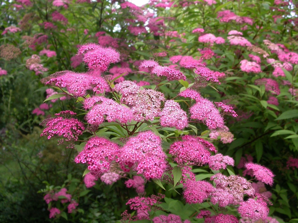 SPIRAEA JAPONICA MAGNUM
