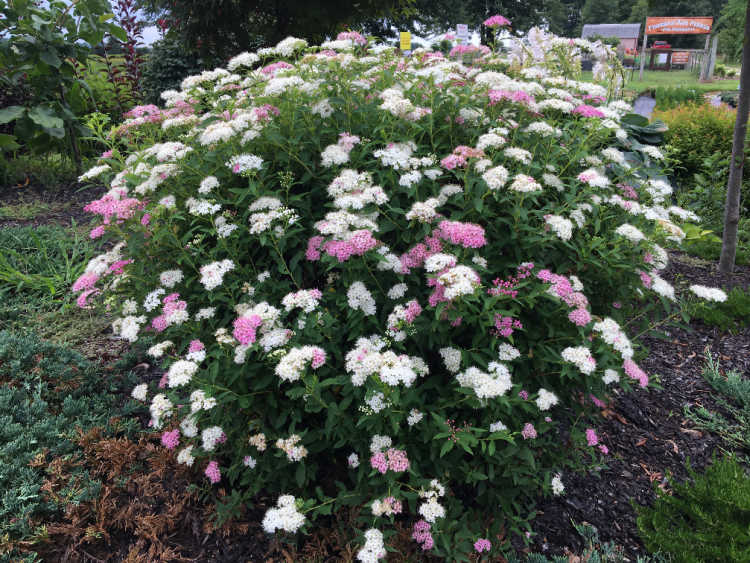 SPIRAEA JAPONICA SHIROBANA