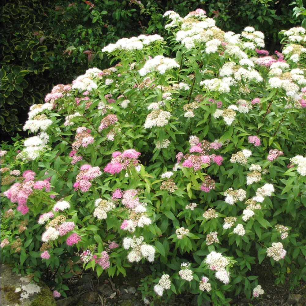 [11432] SPIRAEA NIPPONICA SNOWMOUND (Caduc, 100/150)
