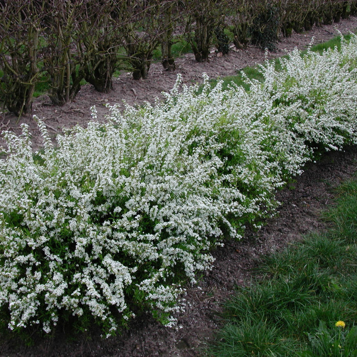 [11438] SPIRAEA THUNBERGII (Caduc, 100/150)