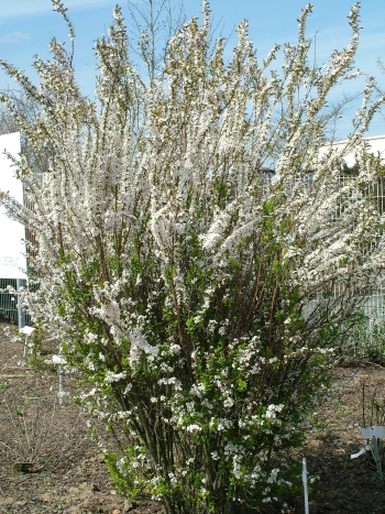 SPIRAEA THUNBERGII FUJINO PINK