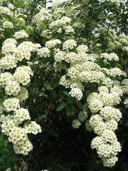 [11446] SPIRAEA VANHOUTTEI (Caduc, 200/250)