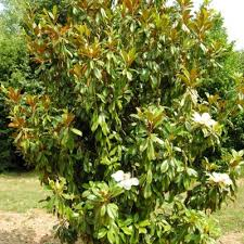 [7614] MAGNOLIA GRANDIFLORA LE NANTAIS (Persistant, 10 à 20 m)