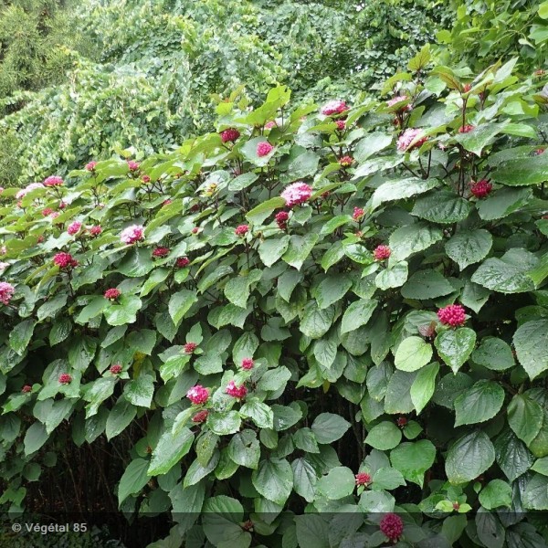 CLERODENDRON BUNGEI