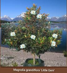 MAGNOLIA GRANDIFLORA LITTLE GEM