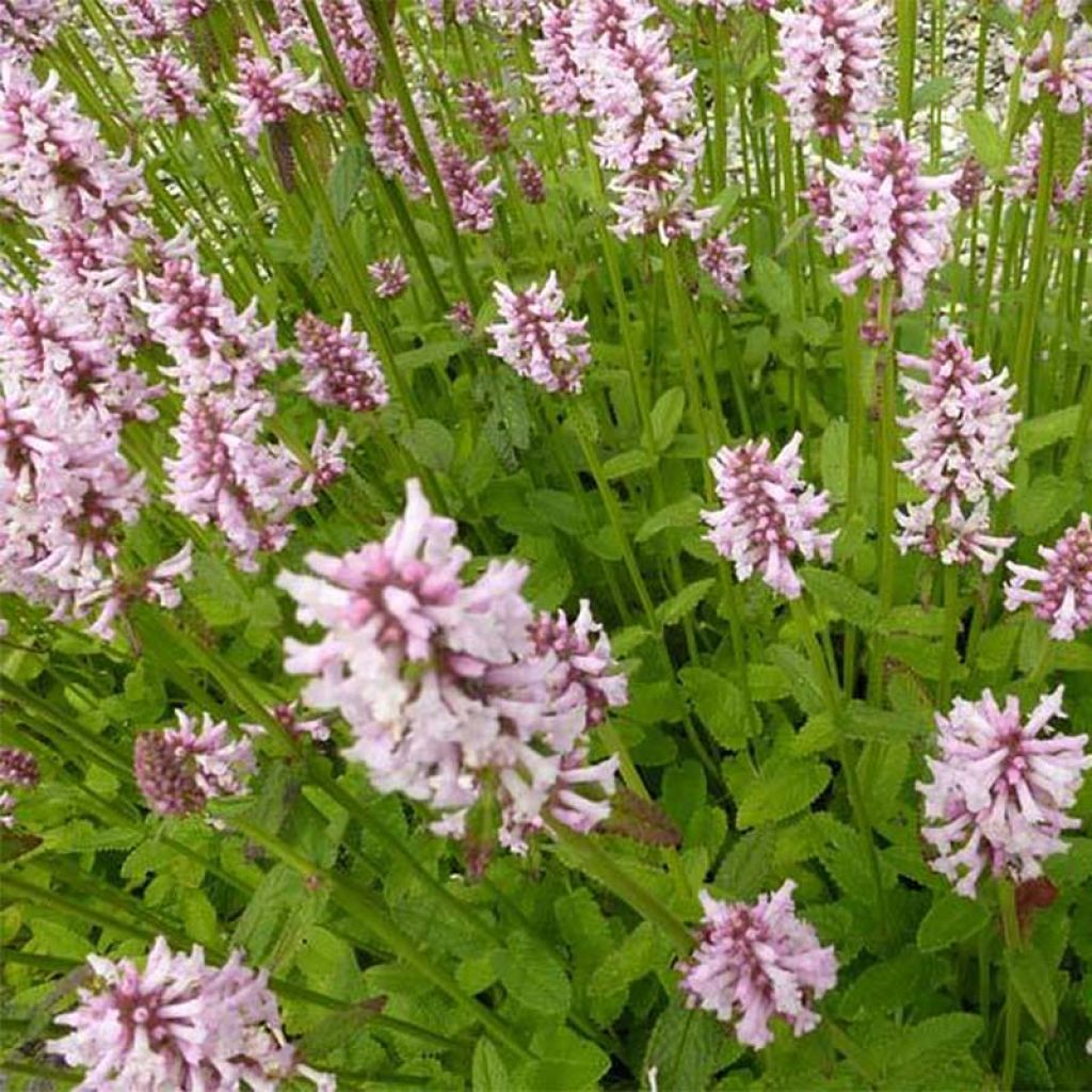 STACHYS MONIERI ROSE
