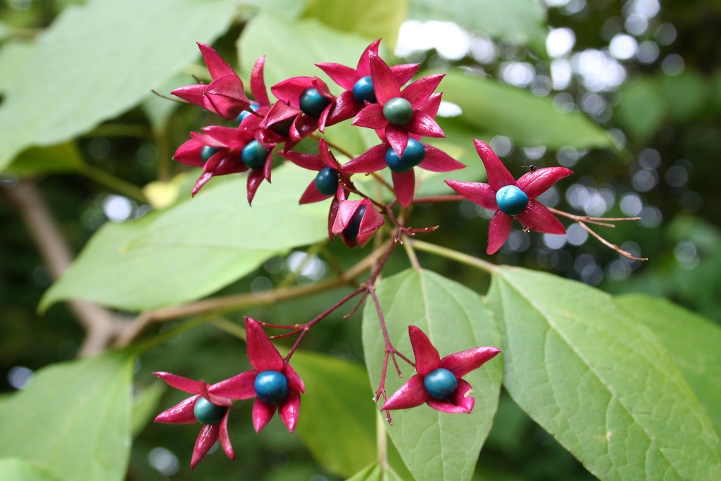 CLERODENDRON TRICHOTOMUM