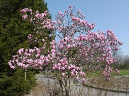 MAGNOLIA HEAVEN SCENT - DEMI TIGE