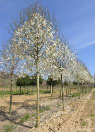 [7623] MAGNOLIA KOBUS - TIGE (Caduc, 10 à 20 m)
