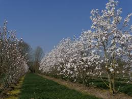 MAGNOLIA LOEB. LEONARD MESSEL
