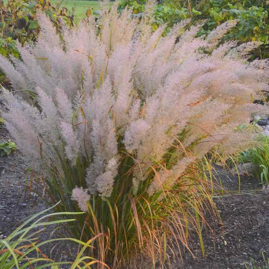 [11499] STIPA BRACHYTRICHA (Caduc, 50/100)
