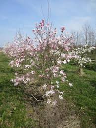 MAGNOLIA LOEB. LEONARD MESSEL - NUAGES