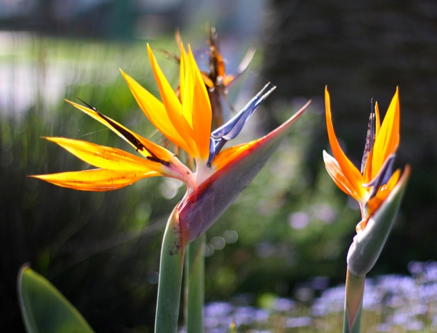 STRELITZIA NICOLAI (OISEAU DE PARADIS)
