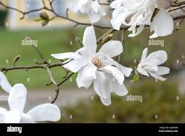 MAGNOLIA LOEB. MERRIL - TIGE