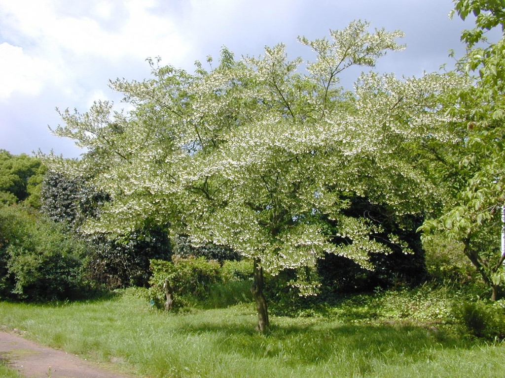 [11536] STYRAX JAPONICA - TIGE (Caduc, 3 à 5 m)