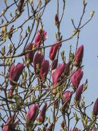 [7653] MAGNOLIA OBOVATA PURPUREA (LILIFLORA NIGRA) - DEMI TIGE (Caduc, 3 à 5 m)