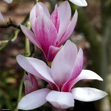 [7657] MAGNOLIA SOULANGEANA (Caduc, 5 à 10 m)