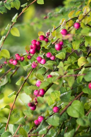 SYMPHORICARPOS X CHENAULTII HANCOCK