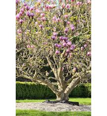 MAGNOLIA SOULANGEANA - CEPEE