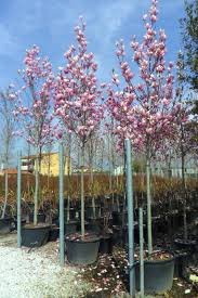 [7660] MAGNOLIA SOULANGEANA - TIGE (Caduc, 5 à 10 m)