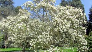 [7661] MAGNOLIA SOULANGEANA ALBA SUPERBA - DEMI TIGE (Caduc, 3 à 5 m)