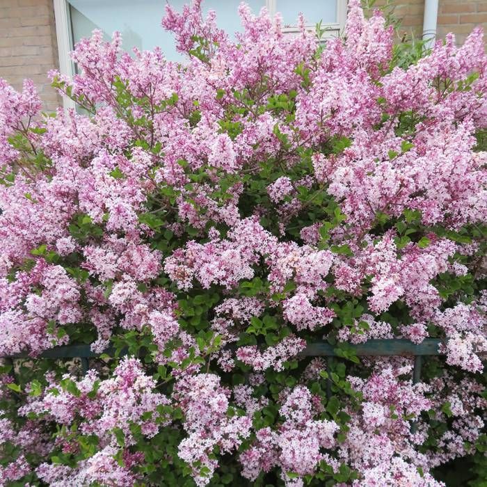 SYRINGA MICROPHYLLA SUPERBA