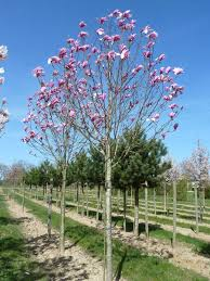 [7681] MAGNOLIA SOULANGEANA GALAXY - TIGE (Caduc, 5 à 10 m)