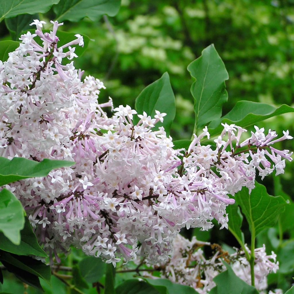 [11563] SYRINGA PATULA MISS KIM (Caduc, 100/150)