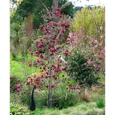 MAGNOLIA SOULANGEANA GENIE