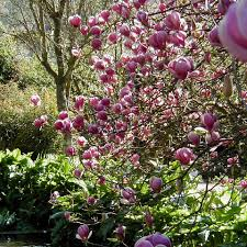 MAGNOLIA SOULANGEANA LENNEI - DEMI TIGE