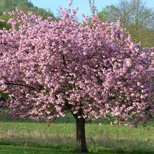 MAGNOLIA SOULANGEANA LENNEI - TIGE
