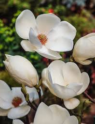 MAGNOLIA SOULANGEANA LENNEI ALBA