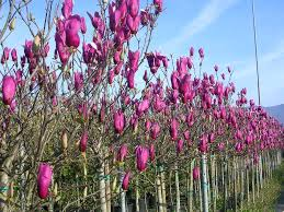 MAGNOLIA SOULANGEANA NIGRA - TIGE
