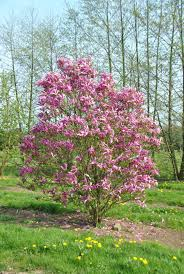 MAGNOLIA SOULANGEANA SUSAN