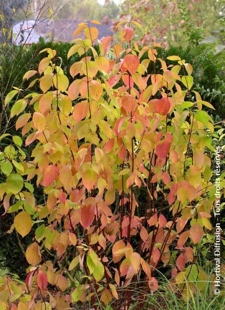 CORNUS ALBA AUREA
