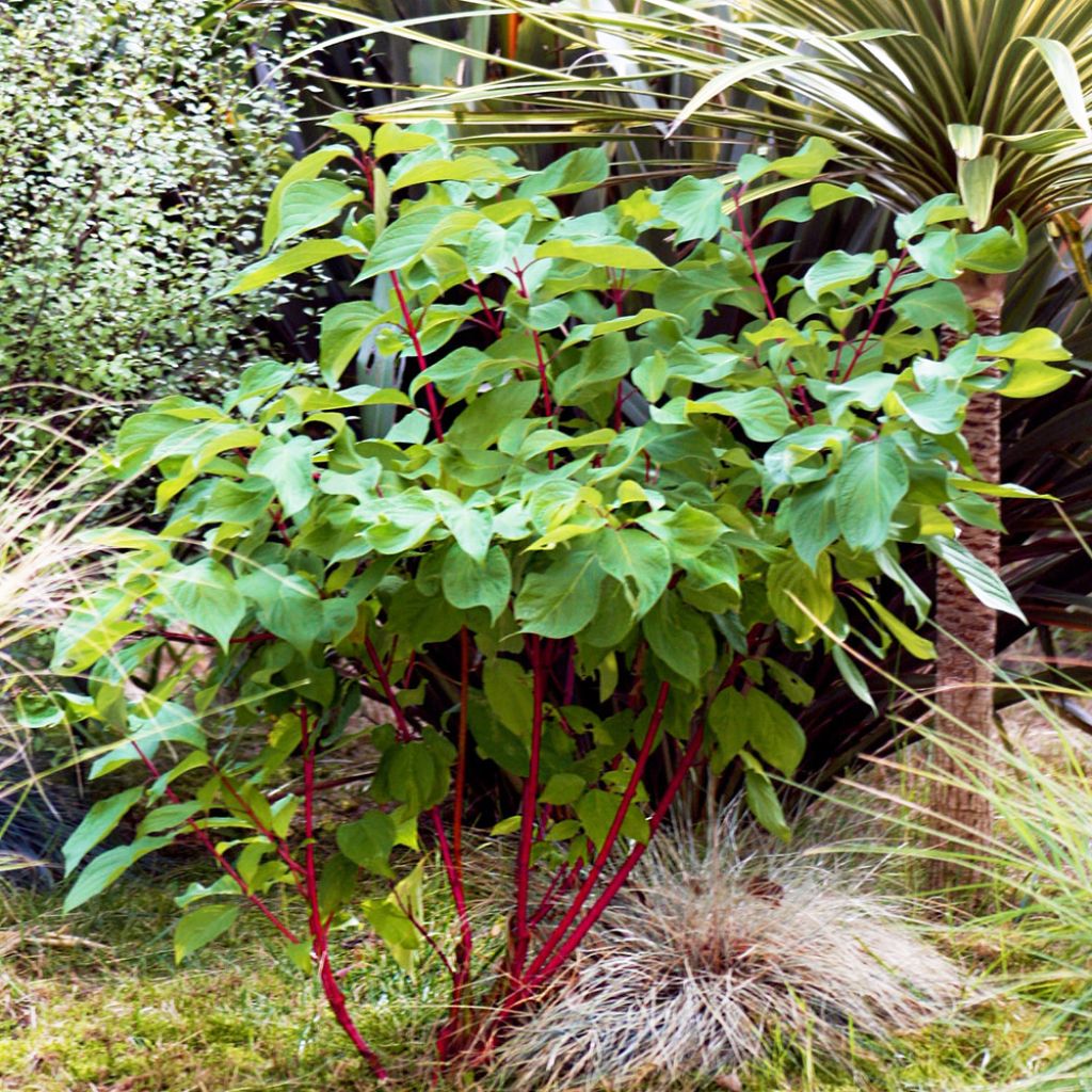 [3361] CORNUS ALBA BATON ROUGE (Caduc, 150/200)