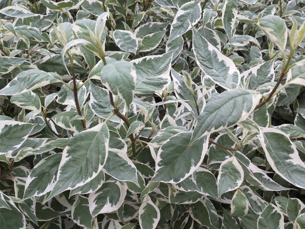 [3367] CORNUS ALBA ELEGANTISSIMA (C. A. ARGENTEOMARGINATA) (Caduc, 150/200)