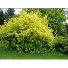 [3372] CORNUS ALBA ELEGANTISSIMA KESSELRINGII (Caduc, 150/200)