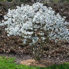 MAGNOLIA STELLATA - DEMI TIGE