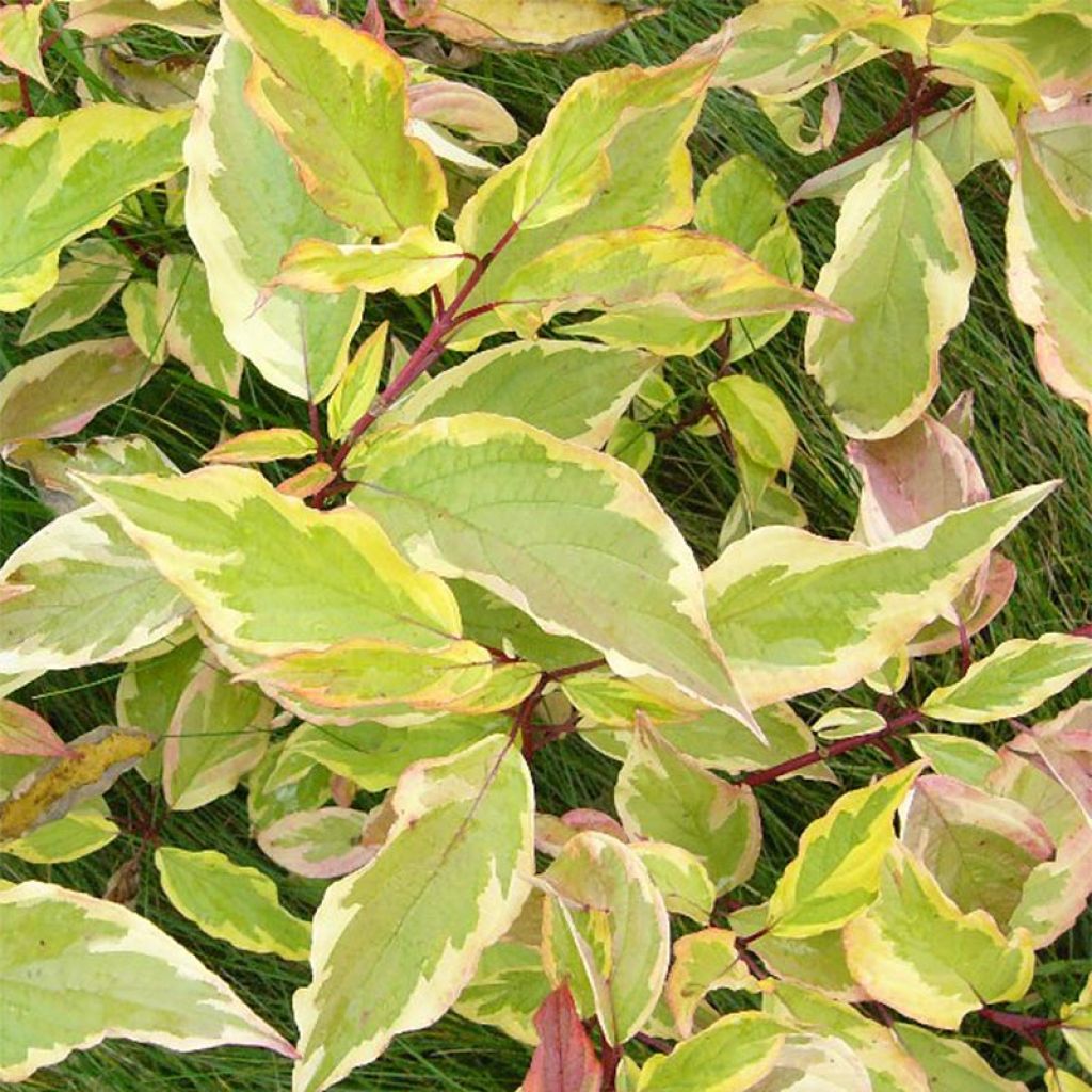 [3374] CORNUS ALBA GOUCHAULTII (Caduc, 150/200)