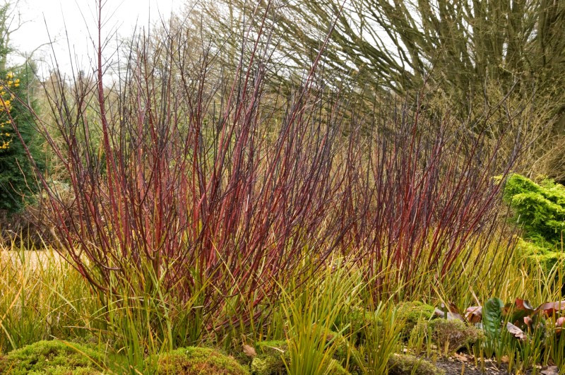 [3380] CORNUS ALBA KESSELRINGII (Caduc, 150/200)