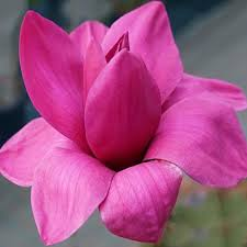 MAGNOLIA VULCAN