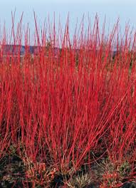CORNUS ALBA SIBIRICA