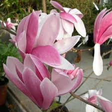 MAGNOLIA X ROYAL CROWN