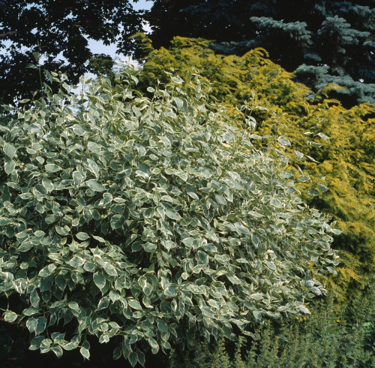 CORNUS ALBA SIBIRICA VARIEGATA